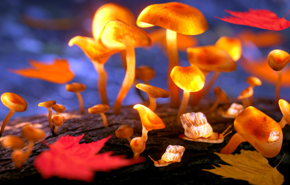 kitchener shrooms home 2